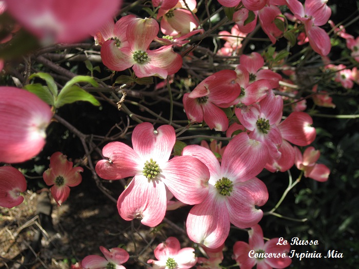 Cornus florida 'Rubra'