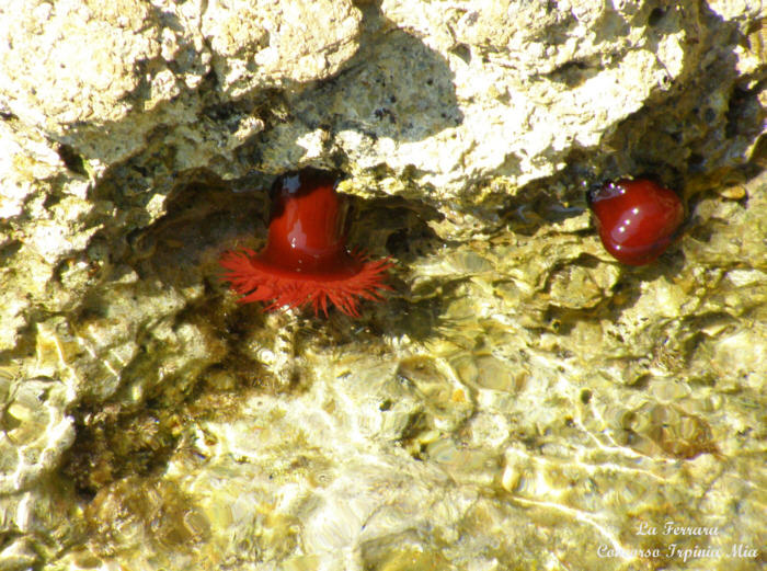 Pomodori di mare