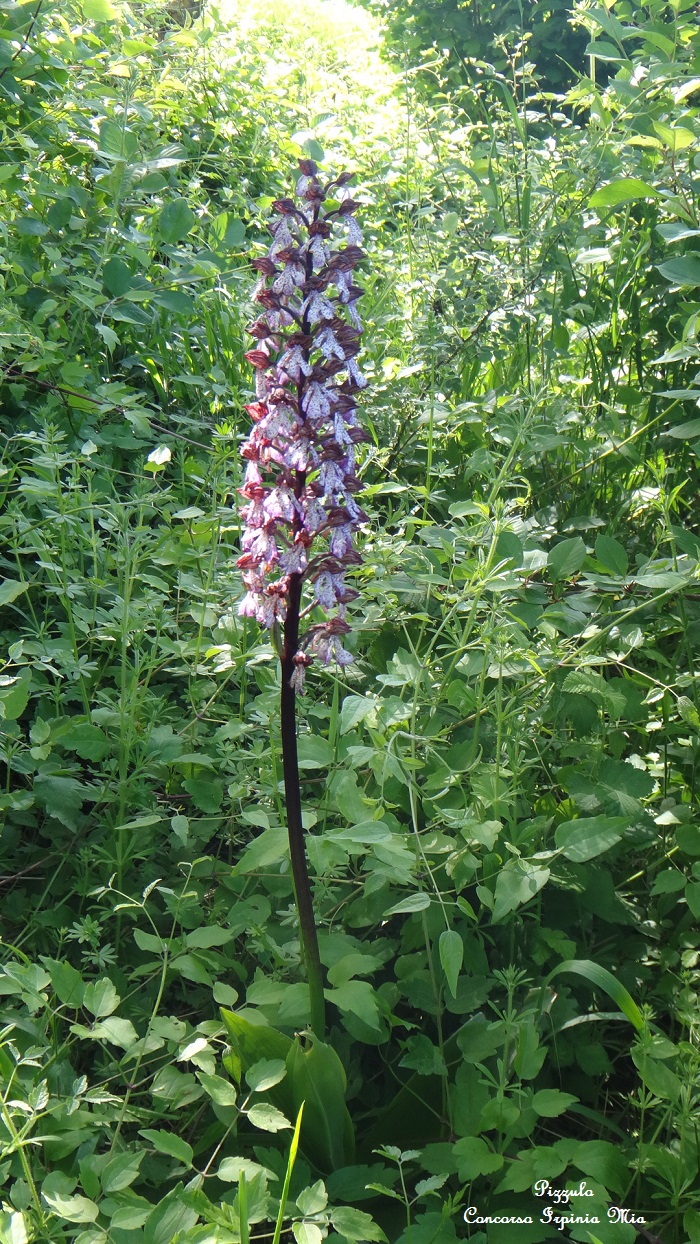 Orchidea della contadina